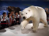 Children look at a polar bear specimen at a natural history museum in Qingdao, China, on October 5, 2024. (