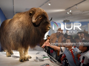 Children view a specimen of a musk ox at a natural history museum in Qingdao, China, on October 5, 2024. (