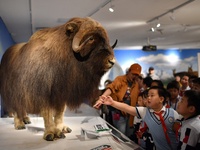 Children view a specimen of a musk ox at a natural history museum in Qingdao, China, on October 5, 2024. (