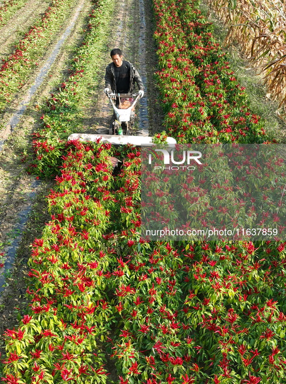 A farmer harvests chili peppers in a field in Shenyang, China, on October 5, 2024. 