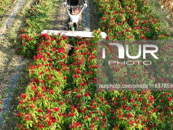 A farmer harvests chili peppers in a field in Shenyang, China, on October 5, 2024. (