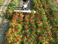 A farmer harvests chili peppers in a field in Shenyang, China, on October 5, 2024. (