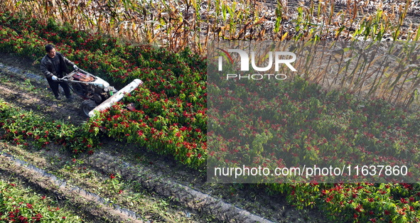 A farmer harvests chili peppers in a field in Shenyang, China, on October 5, 2024. 