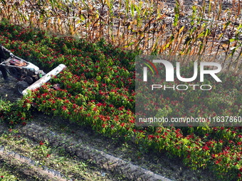 A farmer harvests chili peppers in a field in Shenyang, China, on October 5, 2024. (