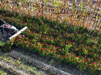 A farmer harvests chili peppers in a field in Shenyang, China, on October 5, 2024. (