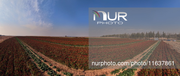 A farmer harvests chili peppers in a field in Shenyang, China, on October 5, 2024. 