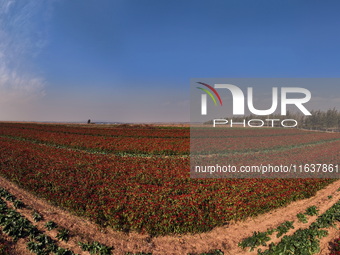 A farmer harvests chili peppers in a field in Shenyang, China, on October 5, 2024. (