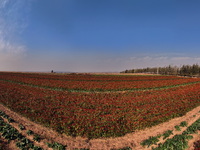 A farmer harvests chili peppers in a field in Shenyang, China, on October 5, 2024. (