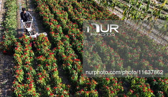 A farmer harvests chili peppers in a field in Shenyang, China, on October 5, 2024. 