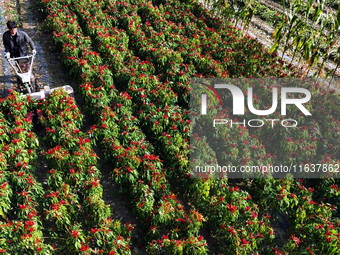 A farmer harvests chili peppers in a field in Shenyang, China, on October 5, 2024. (