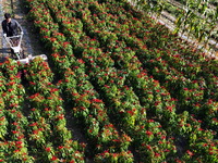 A farmer harvests chili peppers in a field in Shenyang, China, on October 5, 2024. (