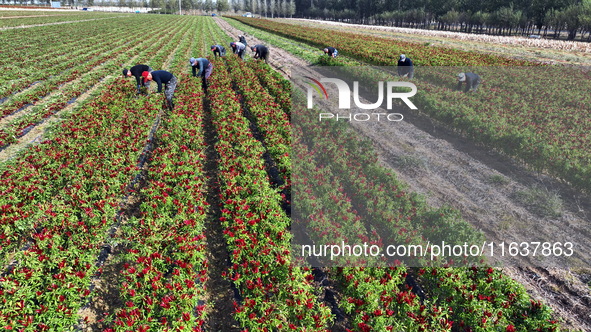 A farmer harvests chili peppers in a field in Shenyang, China, on October 5, 2024. 