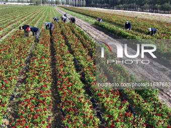 A farmer harvests chili peppers in a field in Shenyang, China, on October 5, 2024. (