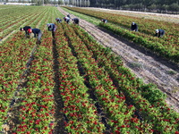 A farmer harvests chili peppers in a field in Shenyang, China, on October 5, 2024. (