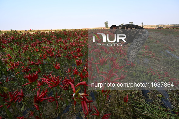 A farmer harvests chili peppers in a field in Shenyang, China, on October 5, 2024. 