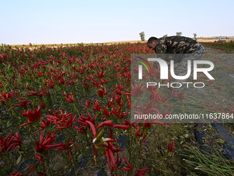 A farmer harvests chili peppers in a field in Shenyang, China, on October 5, 2024. (