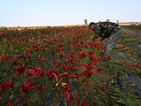 A farmer harvests chili peppers in a field in Shenyang, China, on October 5, 2024. (