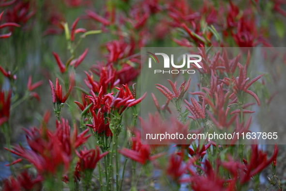 Mature chili peppers are in the field in Shenyang, Liaoning province, China, on October 5, 2024. 