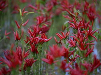 Mature chili peppers are in the field in Shenyang, Liaoning province, China, on October 5, 2024. (