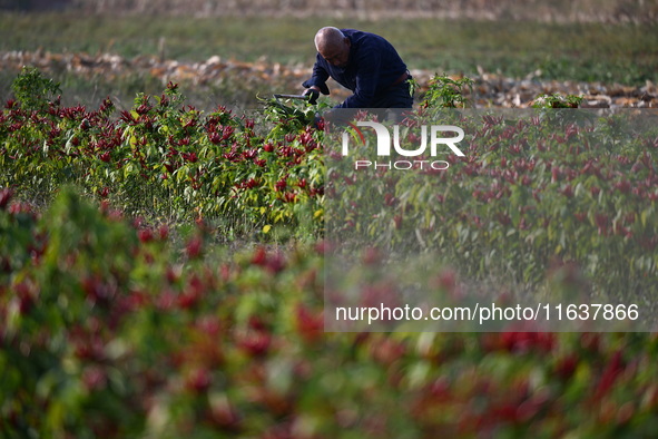 A farmer harvests chili peppers in a field in Shenyang, China, on October 5, 2024. 