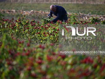 A farmer harvests chili peppers in a field in Shenyang, China, on October 5, 2024. (