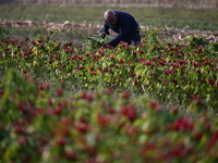 A farmer harvests chili peppers in a field in Shenyang, China, on October 5, 2024. (