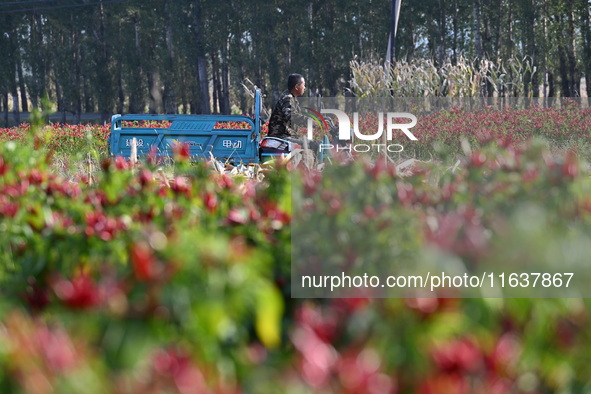 A farmer harvests chili peppers in a field in Shenyang, China, on October 5, 2024. 