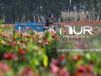 A farmer harvests chili peppers in a field in Shenyang, China, on October 5, 2024. (