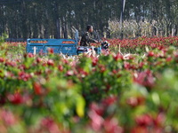 A farmer harvests chili peppers in a field in Shenyang, China, on October 5, 2024. (