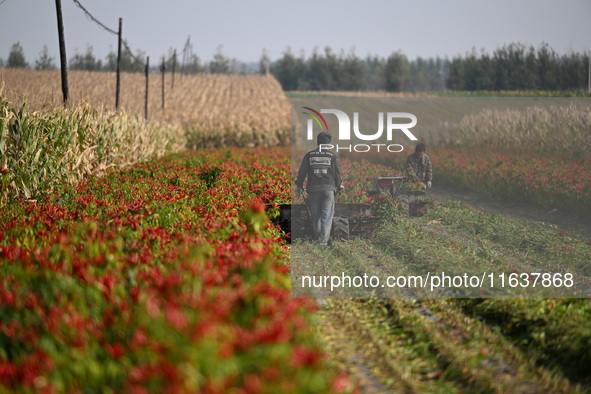 A farmer harvests chili peppers in a field in Shenyang, China, on October 5, 2024. 