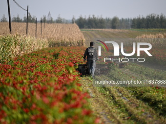 A farmer harvests chili peppers in a field in Shenyang, China, on October 5, 2024. (