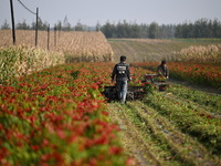 A farmer harvests chili peppers in a field in Shenyang, China, on October 5, 2024. (