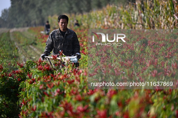 A farmer harvests chili peppers in a field in Shenyang, China, on October 5, 2024. 