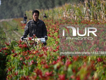 A farmer harvests chili peppers in a field in Shenyang, China, on October 5, 2024. (