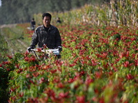 A farmer harvests chili peppers in a field in Shenyang, China, on October 5, 2024. (