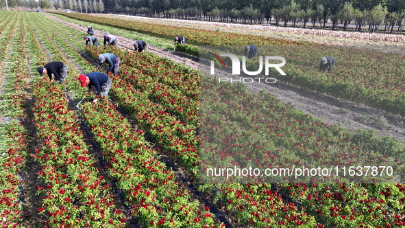 Farmers harvest chili peppers in a field in Shenyang, China, on October 5, 2024. 