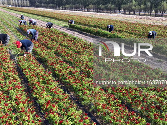 Farmers harvest chili peppers in a field in Shenyang, China, on October 5, 2024. (