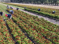 Farmers harvest chili peppers in a field in Shenyang, China, on October 5, 2024. (