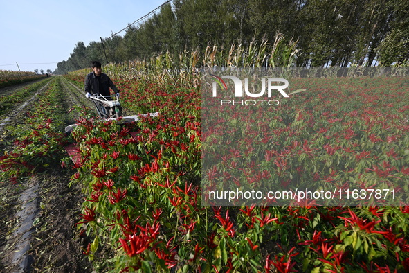 A farmer harvests chili peppers in a field in Shenyang, China, on October 5, 2024. 