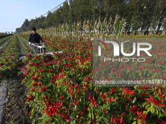 A farmer harvests chili peppers in a field in Shenyang, China, on October 5, 2024. (