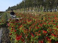 A farmer harvests chili peppers in a field in Shenyang, China, on October 5, 2024. (