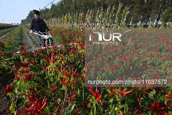 A farmer harvests chili peppers in a field in Shenyang, China, on October 5, 2024. 