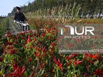 A farmer harvests chili peppers in a field in Shenyang, China, on October 5, 2024. (