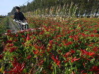 A farmer harvests chili peppers in a field in Shenyang, China, on October 5, 2024. (