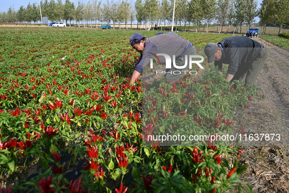 A farmer harvests chili peppers in a field in Shenyang, China, on October 5, 2024. 