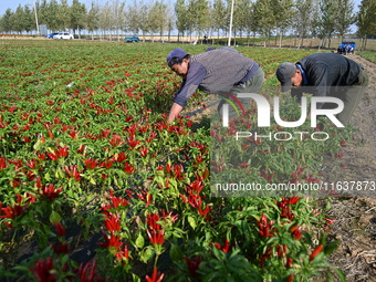 A farmer harvests chili peppers in a field in Shenyang, China, on October 5, 2024. (