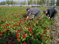 A farmer harvests chili peppers in a field in Shenyang, China, on October 5, 2024. (