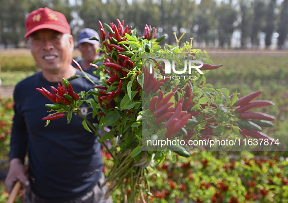 A farmer harvests chili peppers in a field in Shenyang, China, on October 5, 2024. 