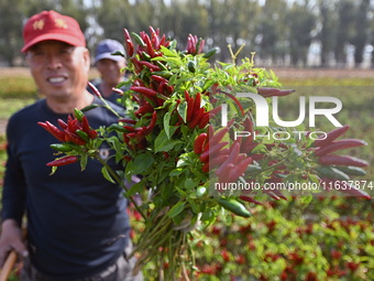 A farmer harvests chili peppers in a field in Shenyang, China, on October 5, 2024. (