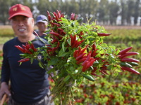 A farmer harvests chili peppers in a field in Shenyang, China, on October 5, 2024. (